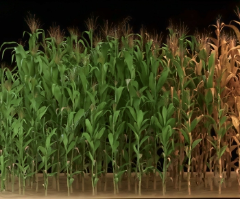 Modern Crop-ID:192445992