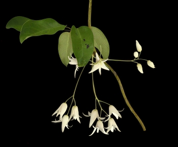 Modern Tree/shrub/grass-ID:197310927