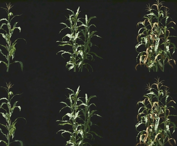 Modern Crop-ID:876292944
