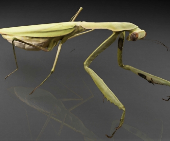 Modern Other Animals-ID:396312959