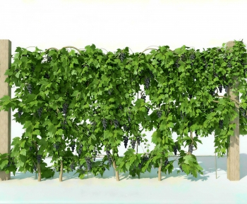 Modern Vine-ID:269259939