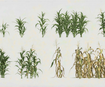 Modern Crop-ID:910190112