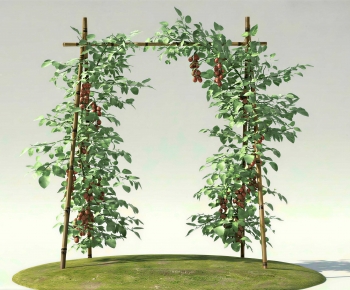 Modern Vine-ID:801467907