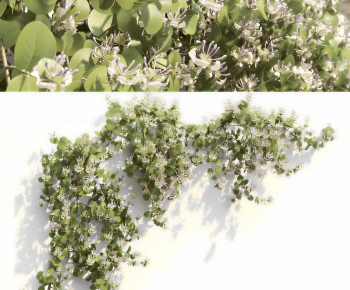 Modern Vine-ID:643918993