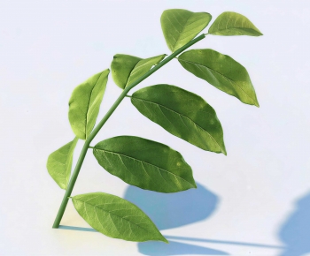 Modern Tree/shrub/grass-ID:510560049