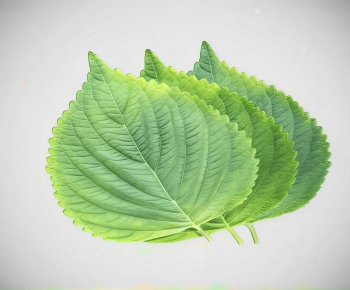 Modern Shrubbery-ID:429728031