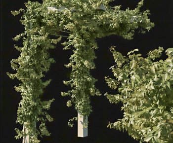 Modern Vine-ID:663855088