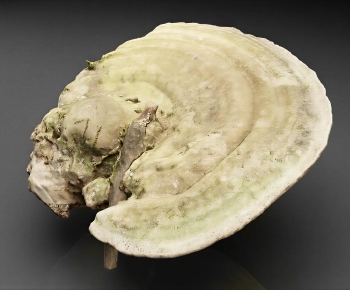 Modern Food/vegetables/fruit-ID:696599963