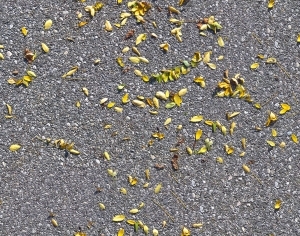 ModernPavement