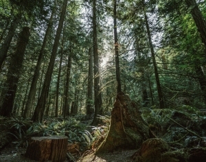 ModernScenery