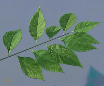 Modern Tree/shrub/grass-ID:489189682