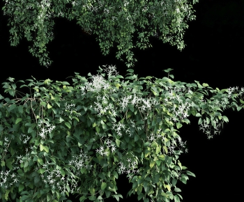 Modern Vine-ID:127953055