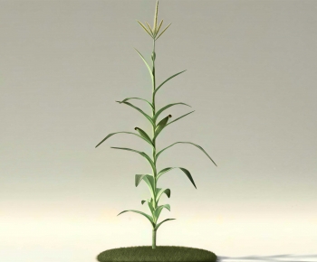 Modern Crop-ID:467050086