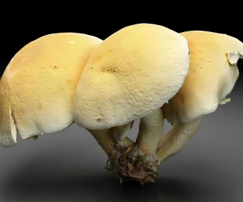 Modern Vegetables-ID:634764912