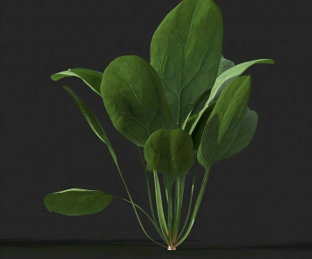 Modern Crop-ID:449709897