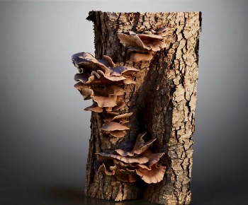 Modern Wood-ID:178745998
