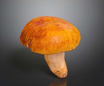 Modern Vegetables-ID:396265987