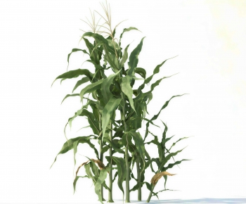 Modern Crop-ID:893371149