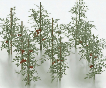 Modern Crop-ID:620902063
