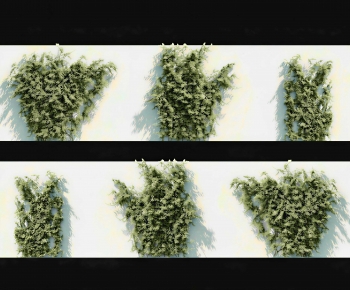 Modern Vine-ID:662078981