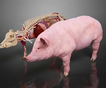 Modern Animal Pig-ID:287920951