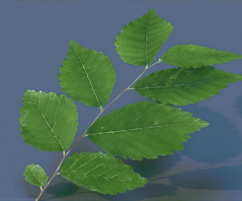 Modern Tree/shrub/grass-ID:470021962