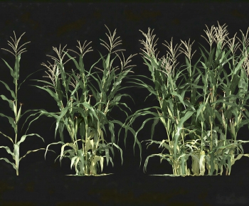 Modern Crop-ID:723378903