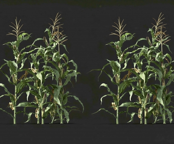 Modern Crop-ID:716674099