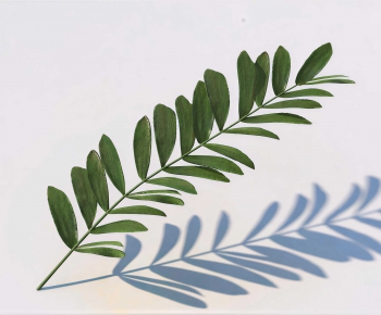 Modern Plant-ID:882558861