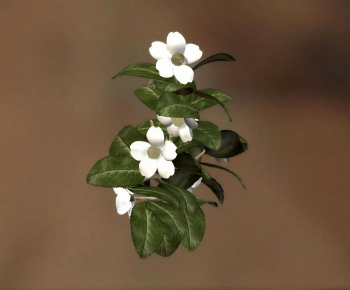 Modern Flowers And Grass-ID:747688061