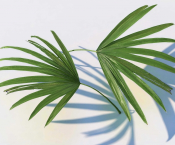 Modern Plant-ID:203172926