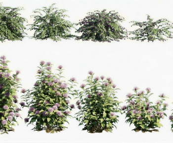 Modern Shrubbery-ID:213504085