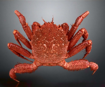 Modern Aquatic Animals-ID:560270075