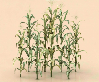 Modern Crop-ID:609110125