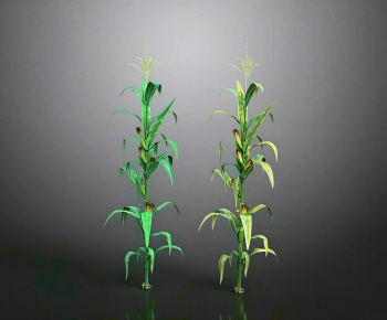 Modern Crop-ID:542797096