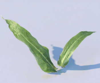 Modern Plant-ID:593424083