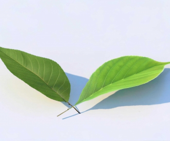 Modern Plant-ID:721906907
