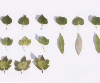 Modern Plant-ID:483292105