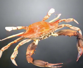 Modern Aquatic Animals-ID:306500911