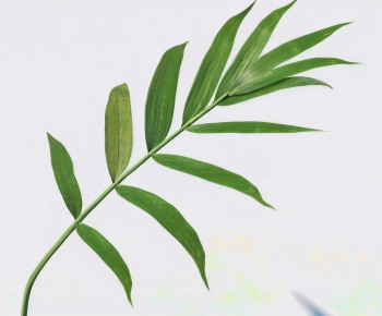 Modern Plant-ID:635114919