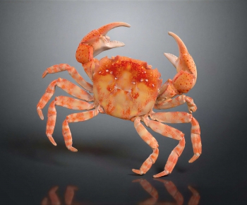 Modern Aquatic Animals-ID:853668939