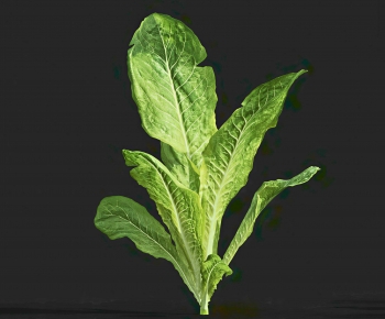 Modern The Grass-ID:572021014