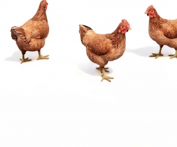 Modern Poultry Animal-ID:934578905
