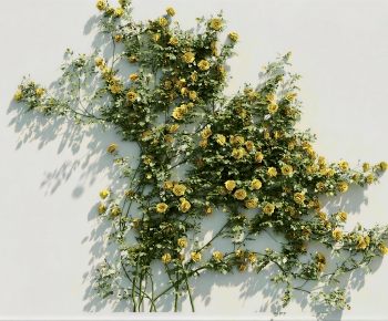 Modern Vine-ID:244247914