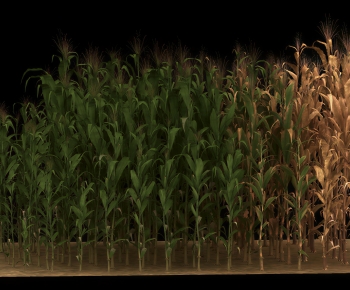 Modern Crop-ID:115997089