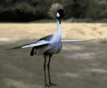 Modern Flying Animals-ID:997152098