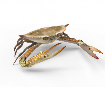 Modern Aquatic Product-ID:234323988