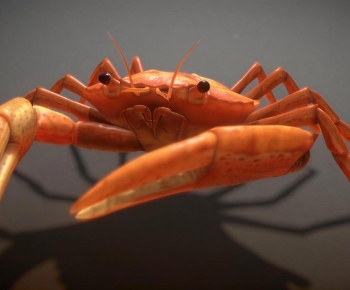 Modern Aquatic Animals-ID:136848936