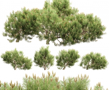 Modern Shrubbery-ID:146269082