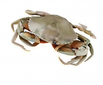 Modern Aquatic Animals-ID:138179061